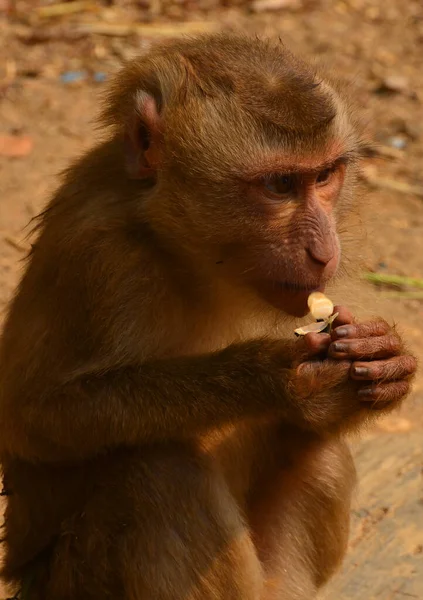 Cute Furry Monkey Eating — 图库照片