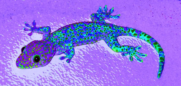 Salamanders Amphibians Typically Characterized Lizard Appearance Slender Bodies Blunt Snouts — Foto Stock