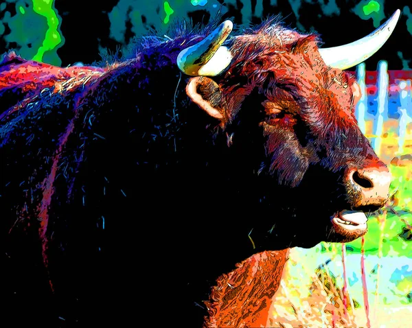 Salers Bull Breed Cattle Which Originated Cantal Massif Central France — 스톡 사진