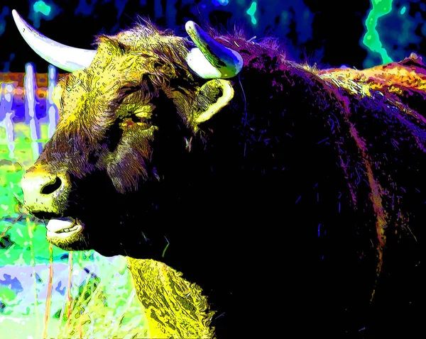 Salers Bull Breed Cattle Which Originated Cantal Massif Central France — Φωτογραφία Αρχείου