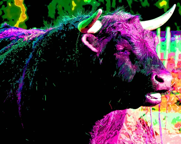 Salers Bull Breed Cattle Which Originated Cantal Massif Central France — ストック写真
