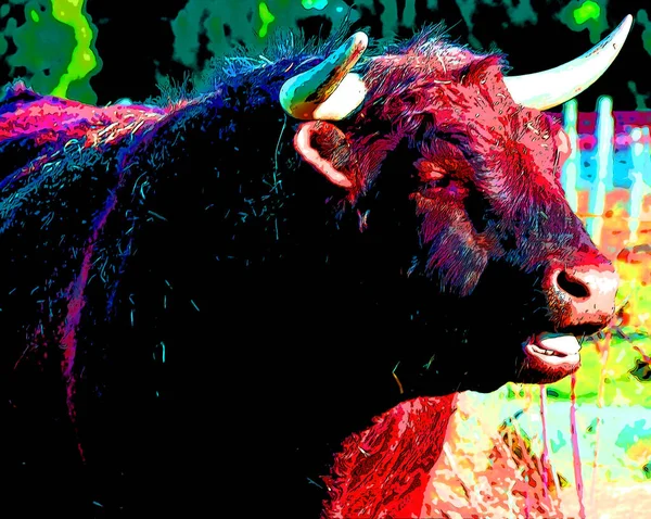 Salers Bull Breed Cattle Which Originated Cantal Massif Central France — Fotografia de Stock
