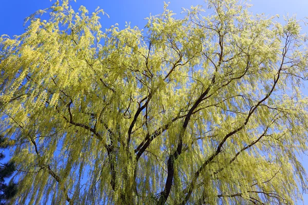 Beautiful Landscape Spring Trees — Fotografia de Stock