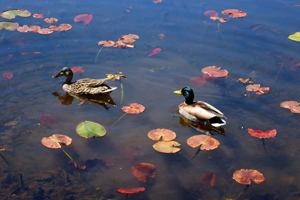 Beautiful View Ducks Lake — Stock fotografie