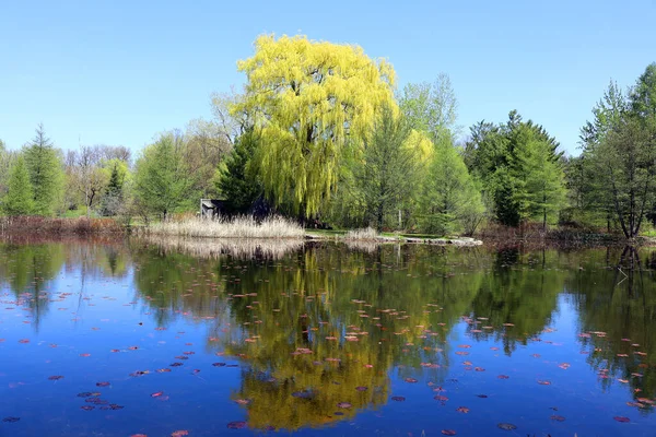 Beautiful Landscape Spring Trees Lake — Stockfoto