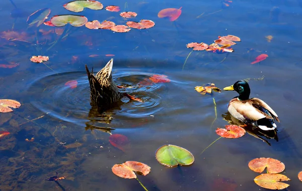 Beautiful View Ducks Lake —  Fotos de Stock
