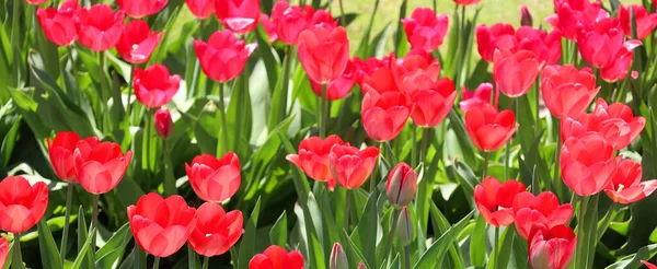 Beautiful Tulips Garden — Stock Photo, Image