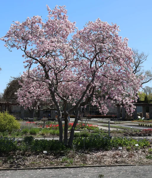 Beautiful Landscape Spring Trees Bloom — Stock Photo, Image