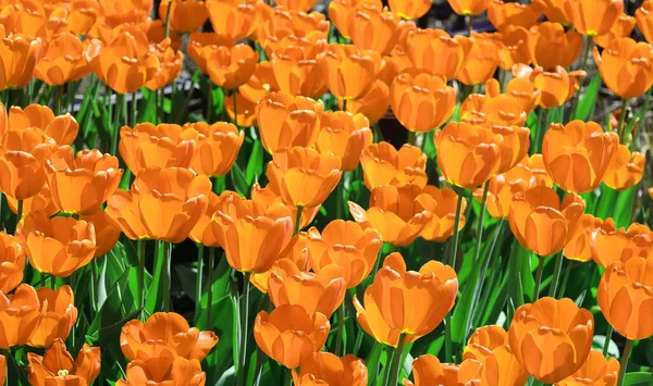 Beautiful Tulips Garden — Stock Photo, Image