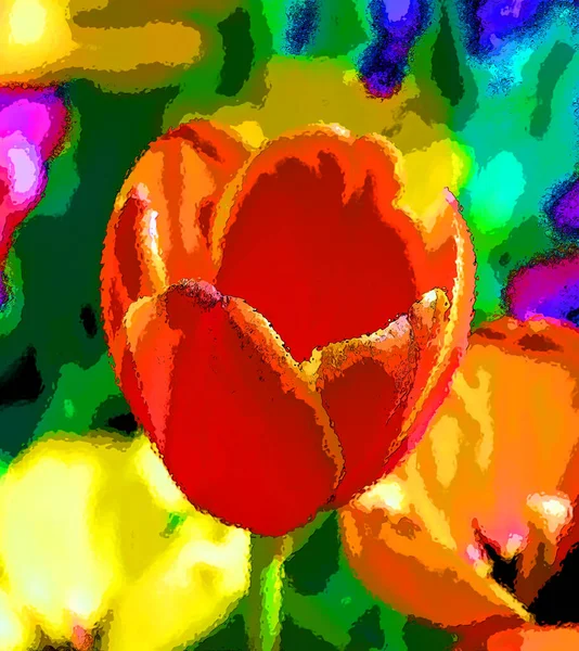 Indah Tulip Taman — Stok Foto