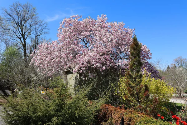 Beautiful Landscape Spring Trees — Stock Photo, Image