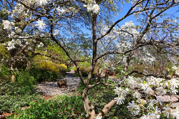 Beautiful Landscape Spring Trees — Stock Photo, Image