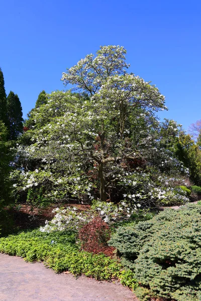 Beautiful Landscape Spring Trees — Stockfoto