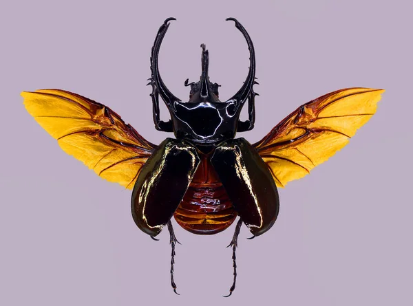 Illustration Von Insekten — Stockfoto