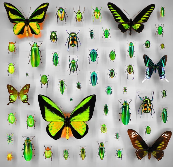 Exposition Variety Dead Butterflies Bugs Board Glass — Photo