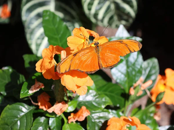 Метелики Тропічних Джунглях — стокове фото