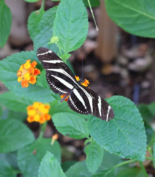Красивий Метелик Вибірковий Фокус — стокове фото