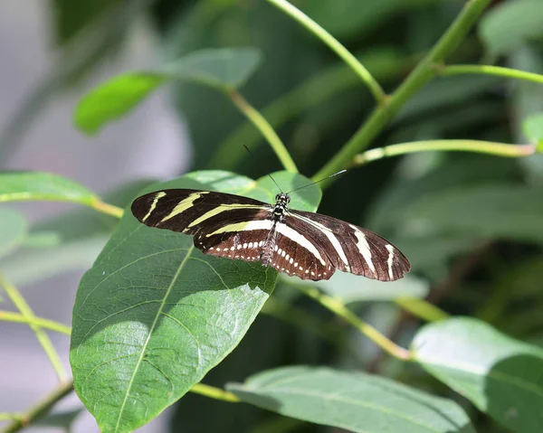 Piękny Motyl Liściach — Zdjęcie stockowe