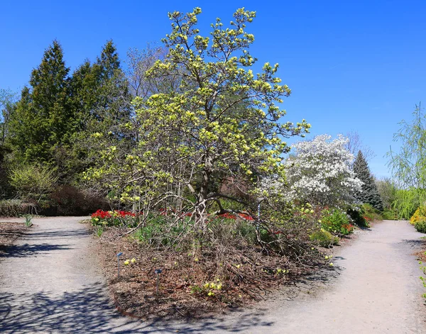 Spring Landscape Spring Trees — Stock Photo, Image