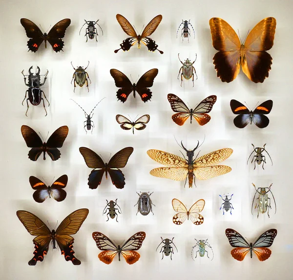 Exposition Variety Dead Butterflies Bugs Board Glass — Stockfoto