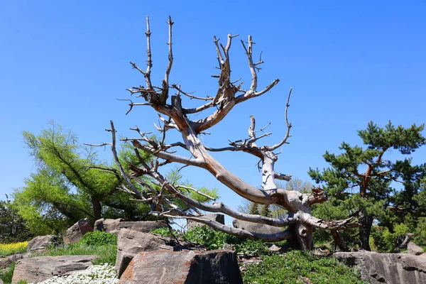 Dry Tree Trunk Blue Sky — Foto de Stock