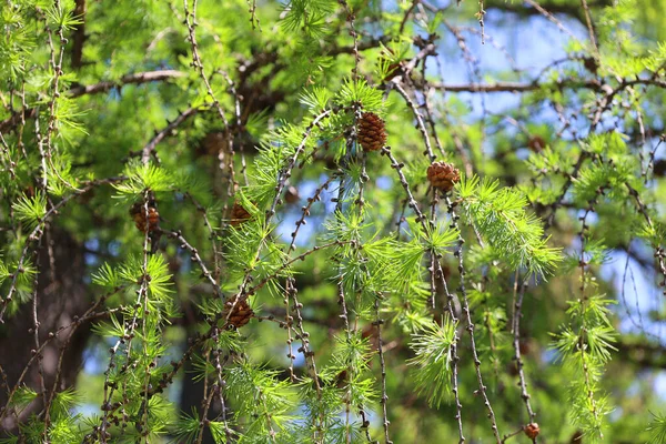 Cônes Pin Sur Les Branches — Photo