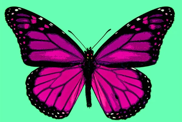 Cute Butterfly Color Background — Fotografia de Stock