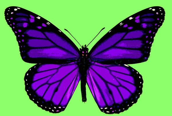 Cute Butterfly Color Background — Fotografia de Stock