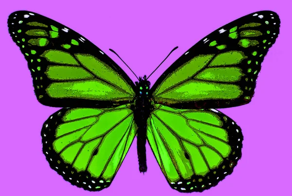 Cute Butterfly Color Background — Photo