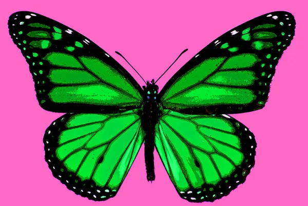 Cute Butterfly Color Background — Fotografia de Stock