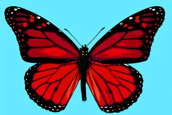 Cute Butterfly Color Background — Foto Stock