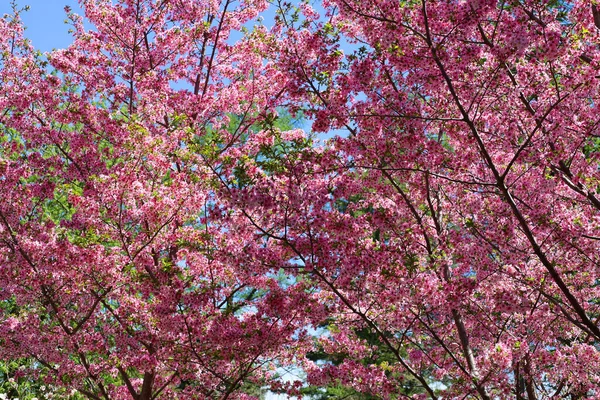 정원에 아름다운 분홍빛 사쿠라 — 스톡 사진