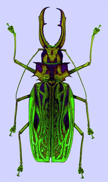 Asian Long Horned Beetle Anoplophora Glabripennis Also Known Starry Sky — Stock Photo, Image