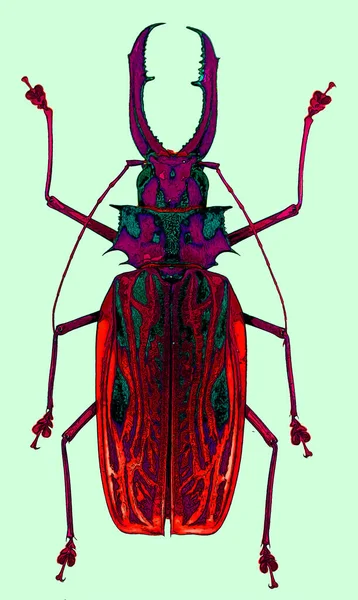 Asian Long Horned Beetle Anoplophora Glabripennis Also Known Starry Sky — 图库照片