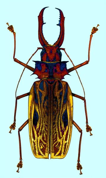 Asian Long Horned Beetle Anoplophora Glabripennis Also Known Starry Sky — Stock Photo, Image