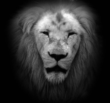 Aslan, Panthera cinsindeki dört büyük kediden biri ve Felidae familyasının bir üyesidir. Bazı erkekler 250 kg ağırlığı (550 lb) aşarak kaplandan sonra yaşayan en büyük ikinci kedidir.