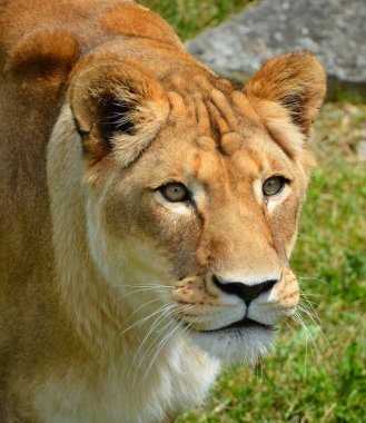 Aslan, Panthera cinsindeki dört büyük kediden biri ve Felidae familyasının bir üyesidir. Bazı erkekler 250 kg ağırlığı (550 lb) aşarak kaplandan sonra yaşayan en büyük ikinci kedidir.