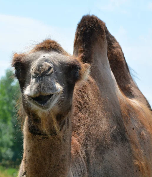Retrato Camelo Deserto — Fotografia de Stock