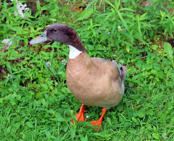 Ente Gras — Stockfoto