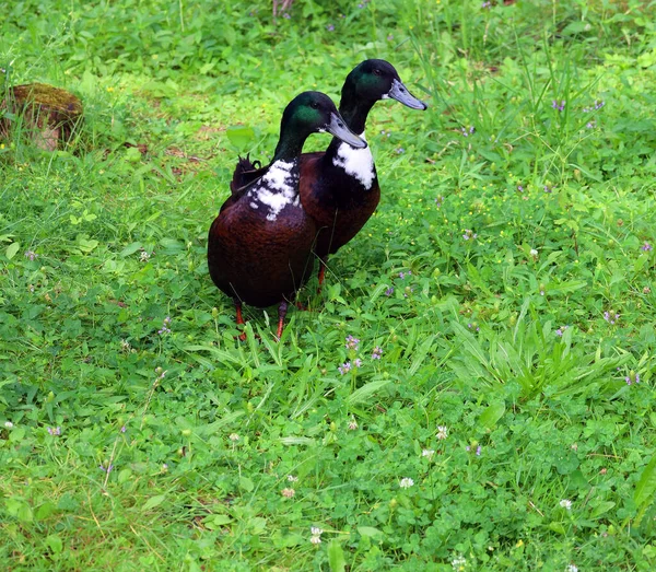 Deux Canards Sur Herbe — Photo