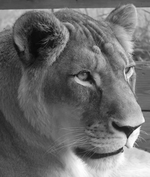 ライオンはパンテラ属の4匹の大きな猫のうちの1匹であり フェレイデス科の一員である 体重が250Kgを超える雄もおり 虎に次ぐ第2位の大きさである — ストック写真