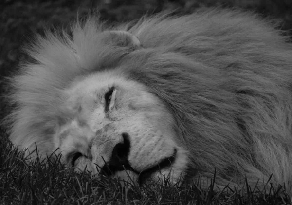Close Lion Head Black White — Stock fotografie