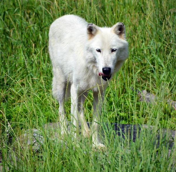 Kuzey Kutup Kurdu Arctic Wolf Veya Kutup Beyaz Kurdu Kanada — Stok fotoğraf