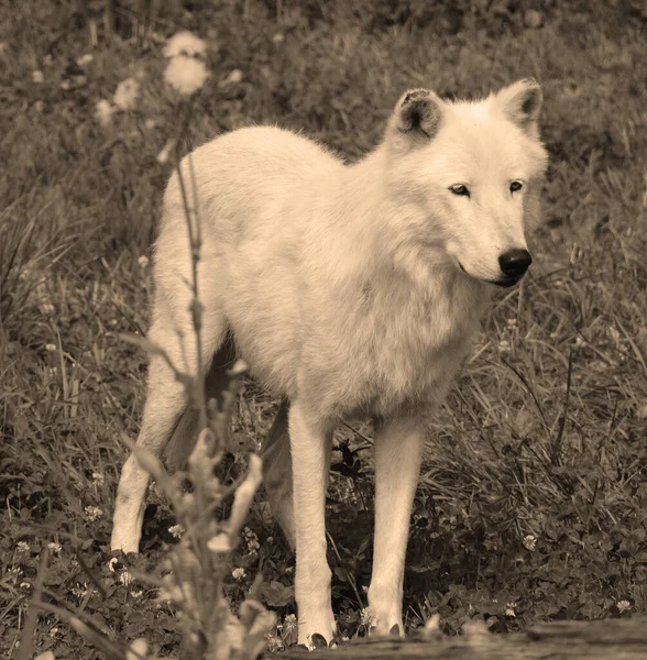 Arktický Vlk Nebo Polární Bílý Vlk Poddruh Šedého Vlka Savce — Stock fotografie