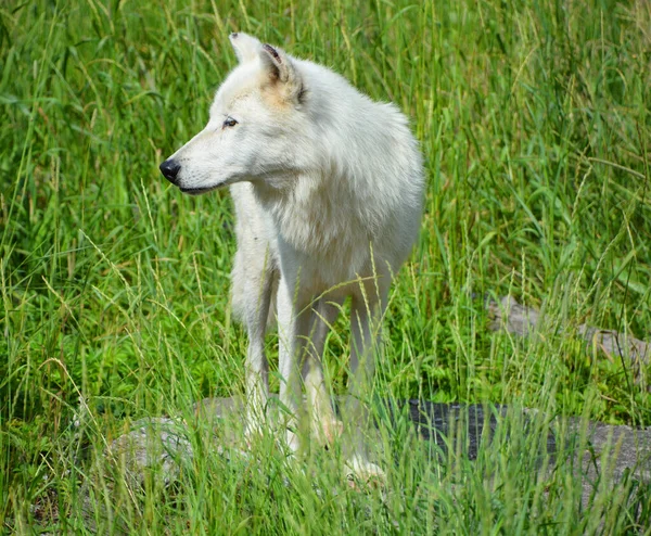 Arctic Wolf Uma Subespécie Lobo Cinzento Família Canidae Lobos Ártico — Fotografia de Stock