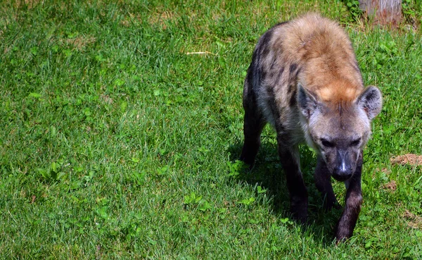 Close Shot Spotted Hyena — Zdjęcie stockowe
