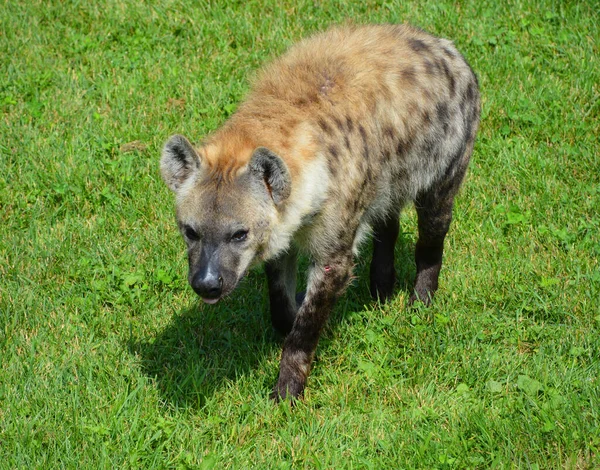 Close Shot Spotted Hyena — 图库照片