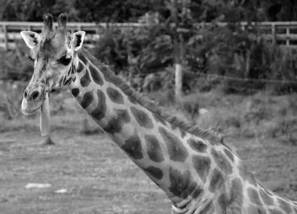 Giraffe Head Portrait Wildlife — Stock Photo, Image