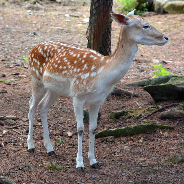 Young Deer Forest — Stock Photo, Image