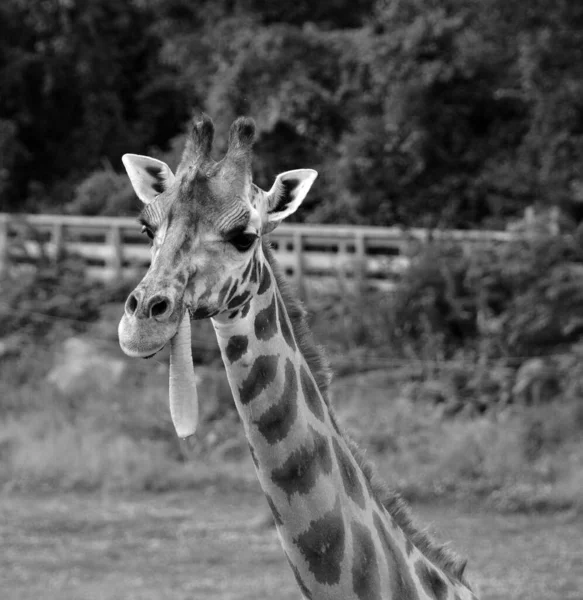 giraffe head portrait, black and white photo